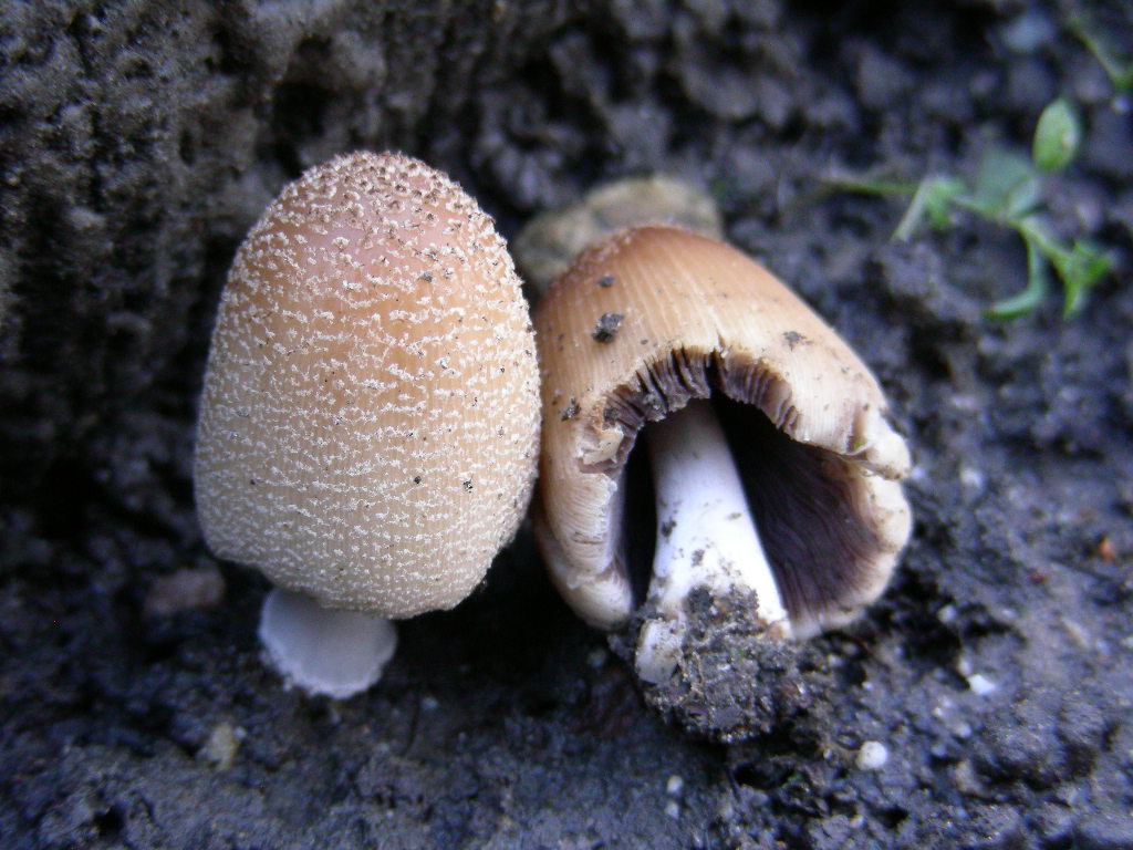 Coprinus ...